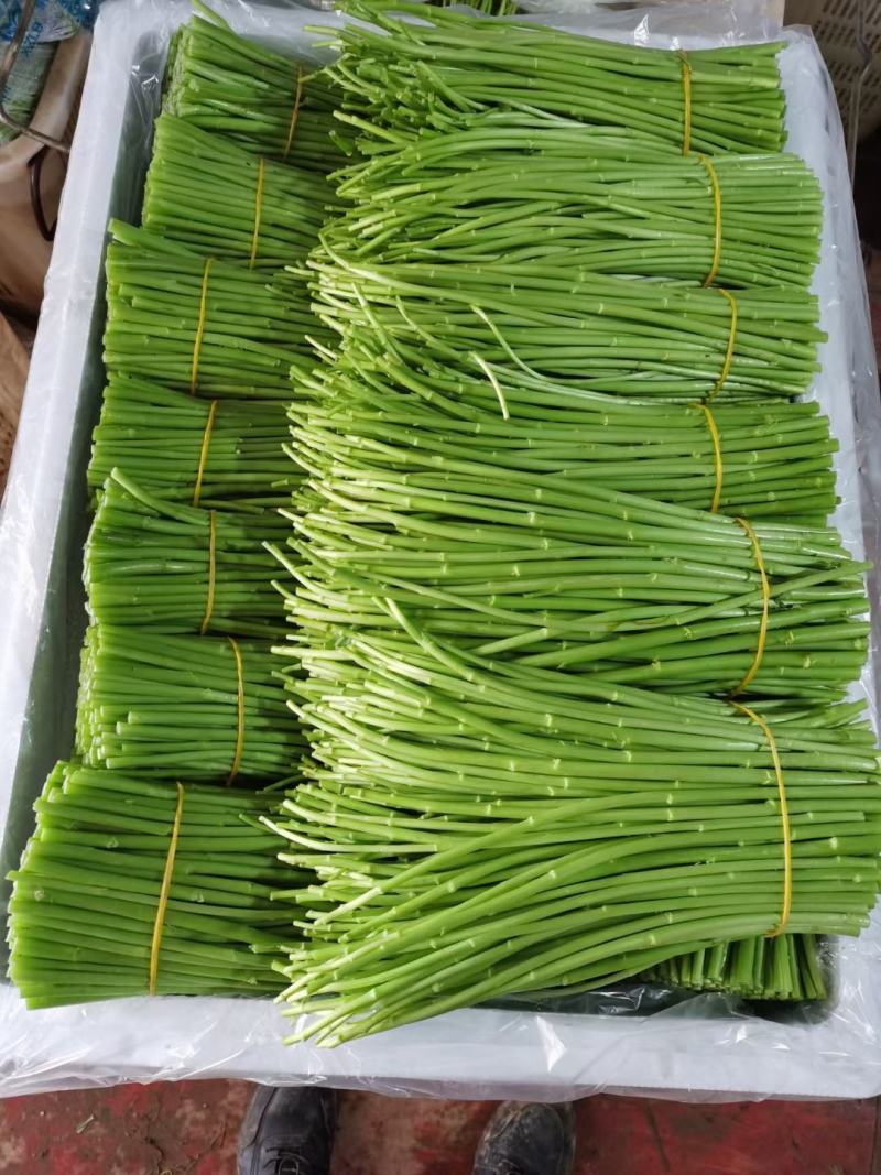 云南芦蒿