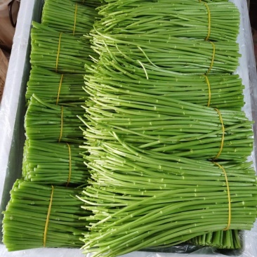 云南芦蒿