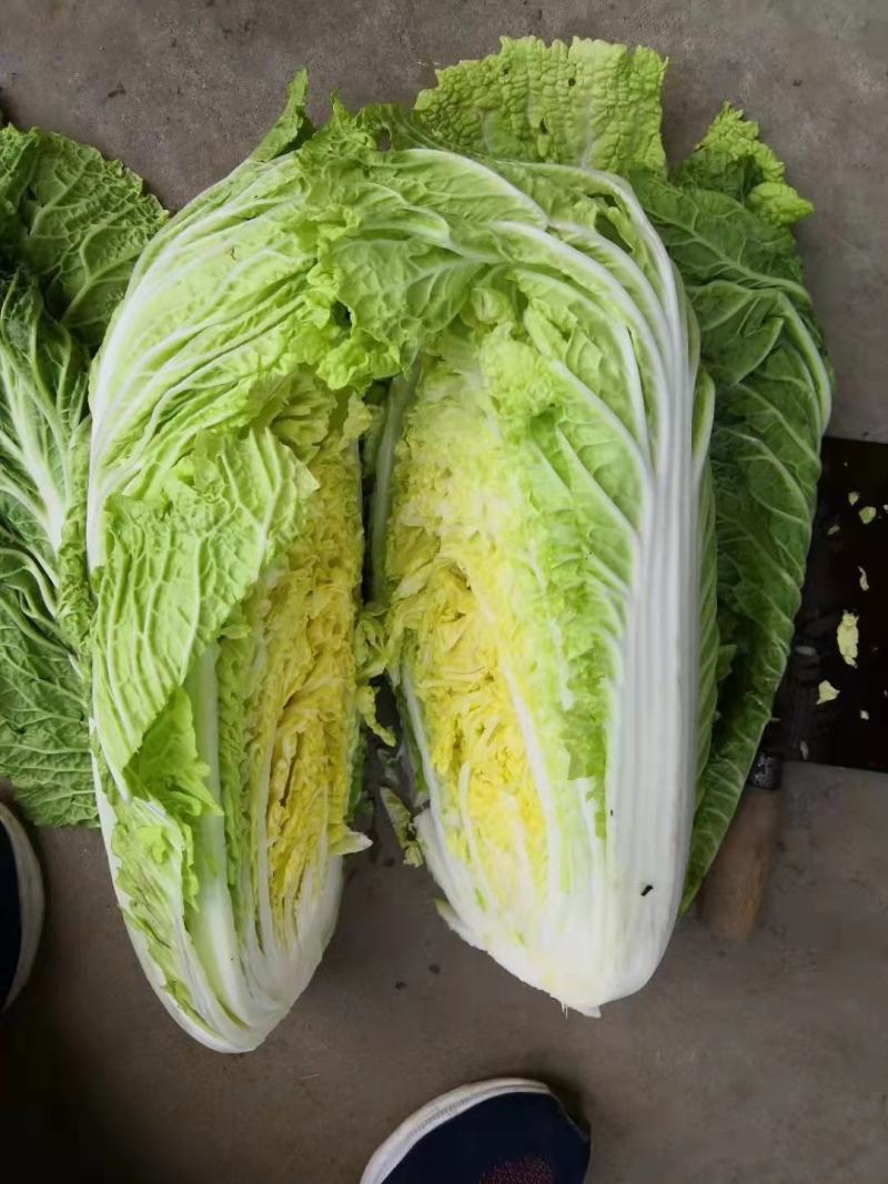 大白菜新鲜白菜品种多样市场超市**走货量大一条龙服务