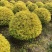 亮晶女贞新农村建行道风景公园绿化植树造林占地用苗房地产绿