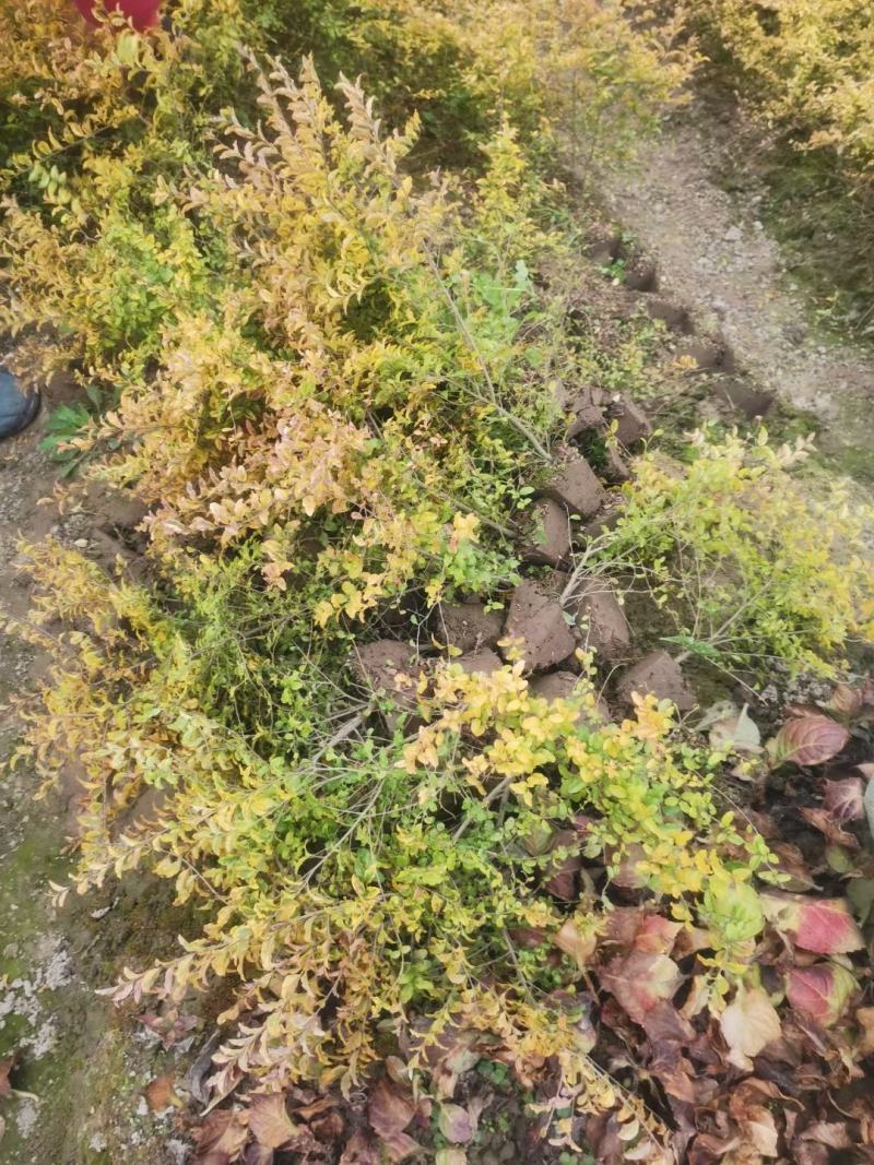 亮晶女贞新农村建行道风景公园绿化植树造林占地用苗房地产绿