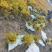 亮晶女贞新农村建行道风景公园绿化植树造林占地用苗房地产绿