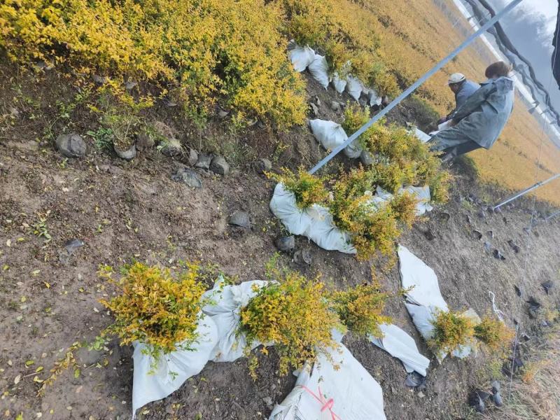 亮晶女贞新农村建行道风景公园绿化植树造林占地用苗房地产绿