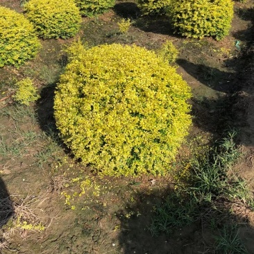 亮晶女贞新农村建行道风景公园绿化植树造林占地用苗房地产绿