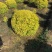 亮晶女贞新农村建行道风景公园绿化植树造林占地用苗房地产绿