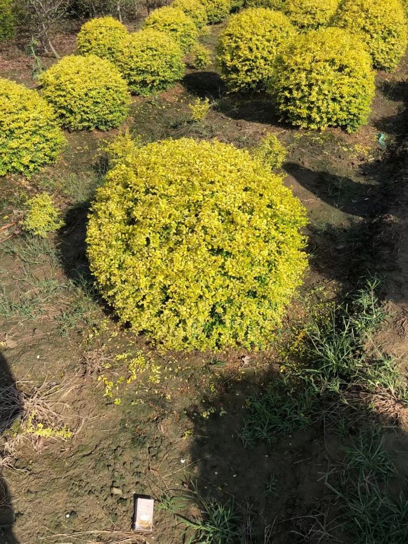 亮晶女贞新农村建行道风景公园绿化植树造林占地用苗房地产绿