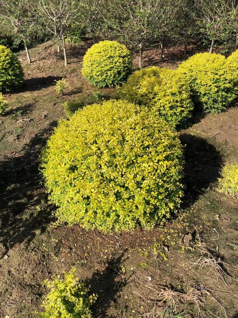 亮晶女贞新农村建行道风景公园绿化植树造林占地用苗房地产绿