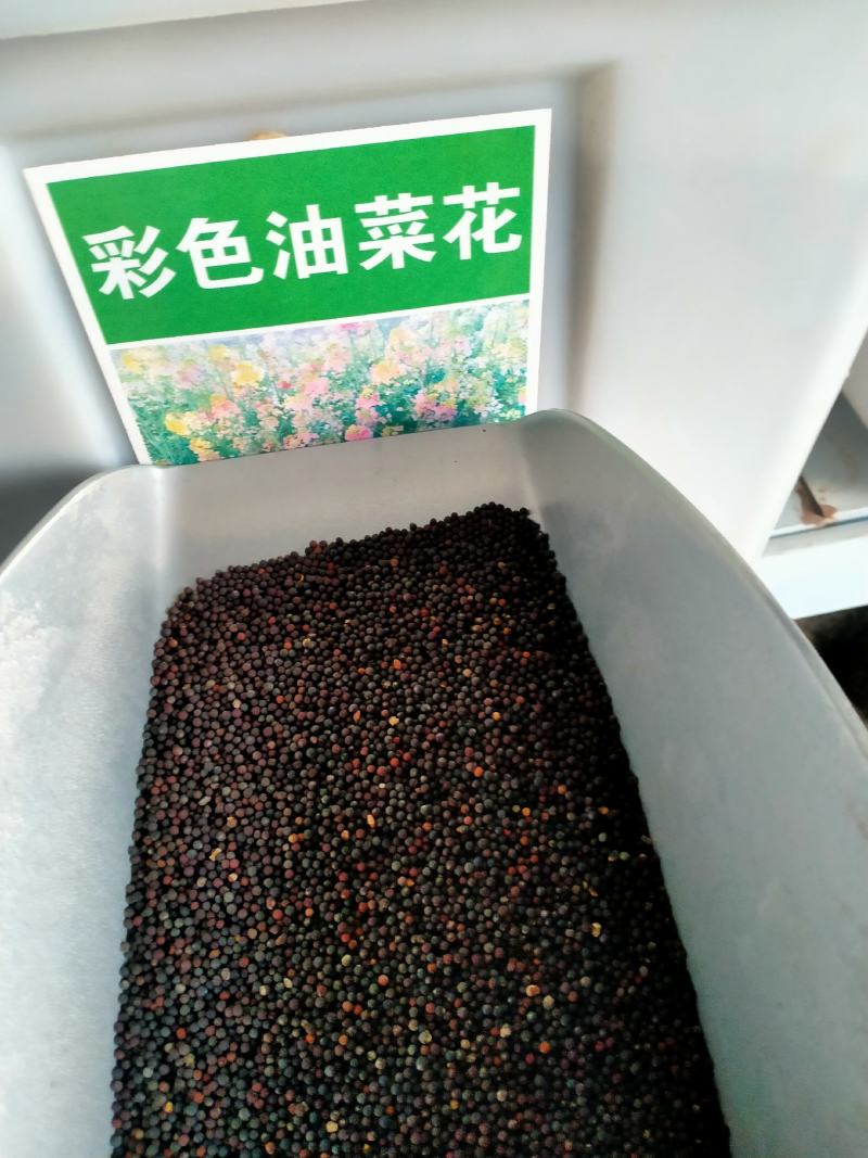 油菜花籽种子观赏高产榨油多彩油彩花种子耐热耐旱花种籽易活