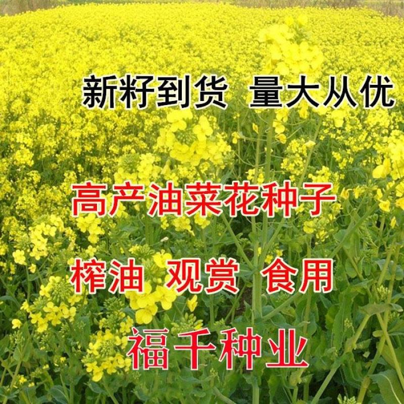 油菜花籽种子观赏高产榨油多彩油彩花种子耐热耐旱花种籽易活
