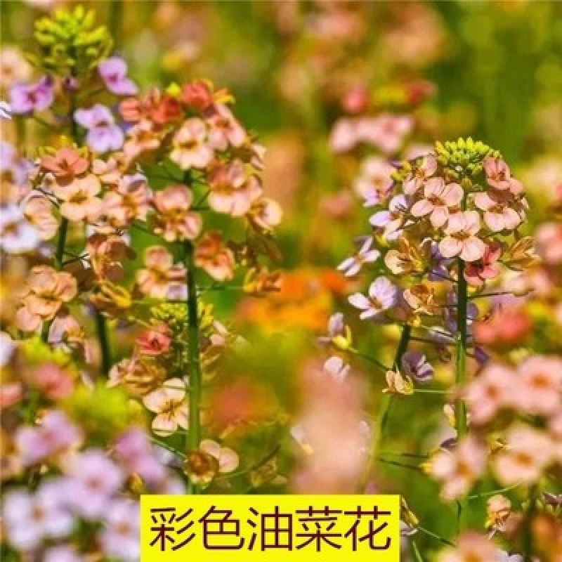 油菜花籽种子观赏高产榨油多彩油彩花种子耐热耐旱花种籽易活