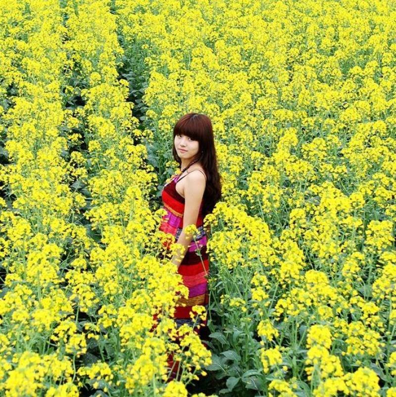 油菜花籽种子观赏高产榨油多彩油彩花种子耐热耐旱花种籽易活