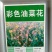 油菜花籽种子观赏高产榨油多彩油彩花种子耐热耐旱花种籽易活