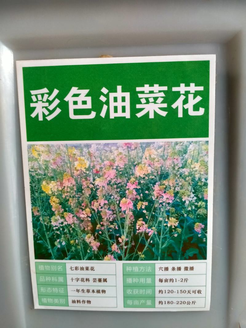 油菜花籽种子观赏高产榨油多彩油彩花种子耐热耐旱花种籽易活