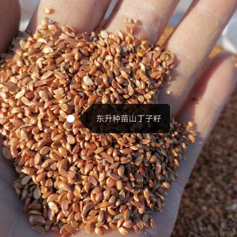 山丁子种子苹果种子海棠种子