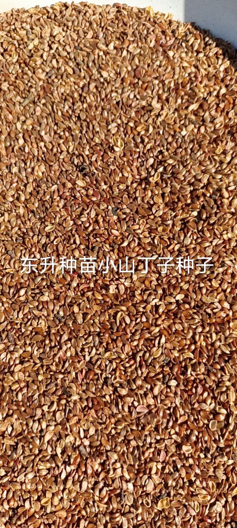 山丁子种子苹果种子海棠种子