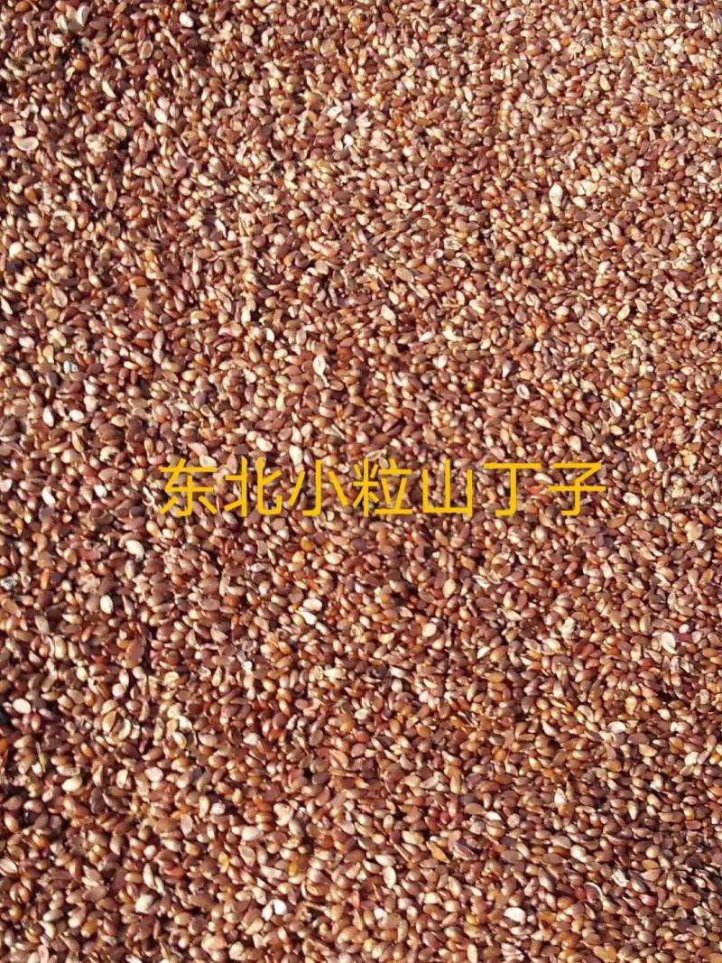 山丁子种子苹果种子海棠种子