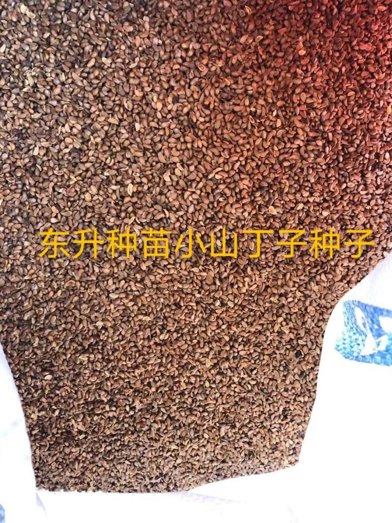 山丁子种子苹果种子海棠种子