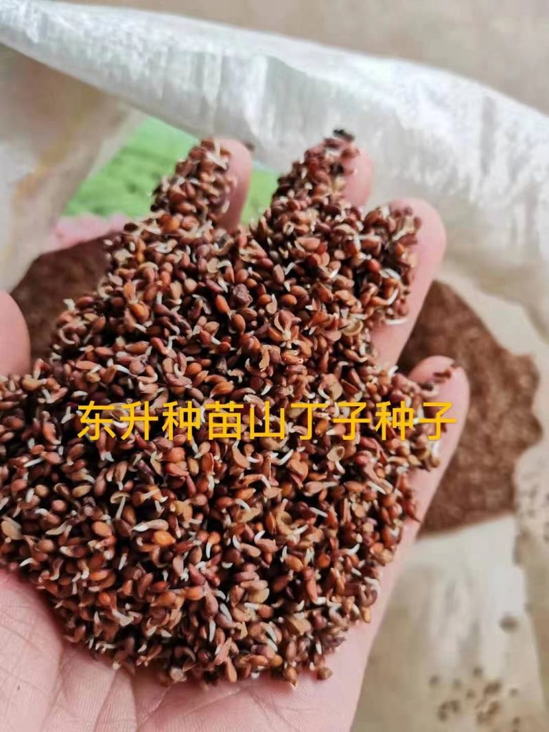 山丁子种子苹果种子海棠种子