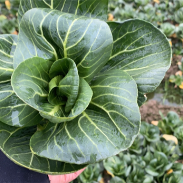 优质青梗黑叶菜