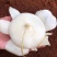 四川牧马山地瓜、凉薯种子。牧马山基地全国直销。