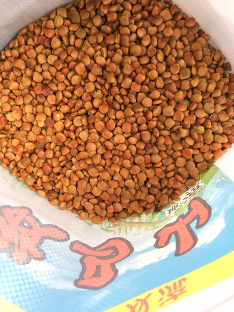 四川牧马山地瓜、凉薯种子。牧马山基地全国直销。