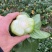 优质青梗黑叶菜