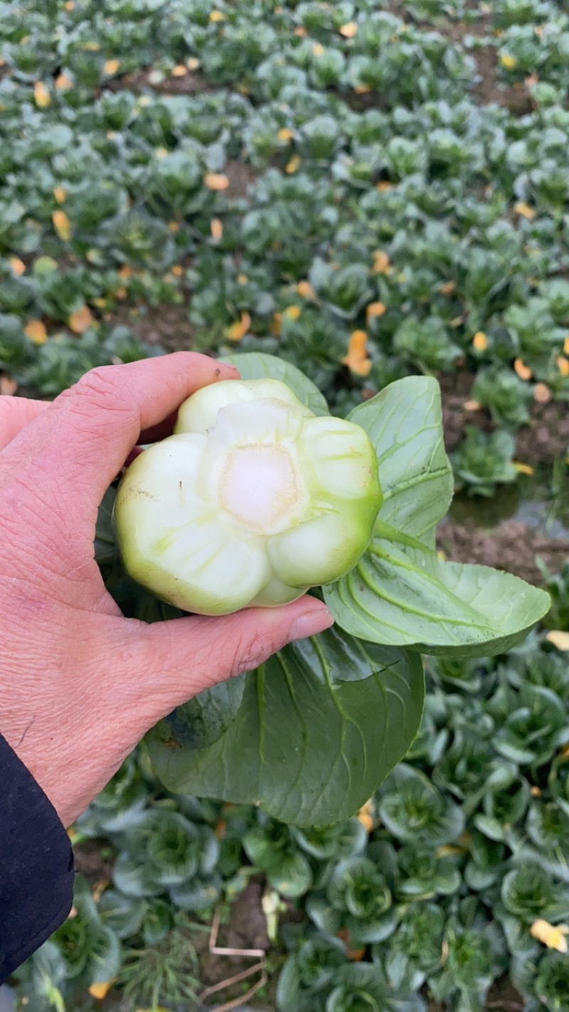 优质青梗黑叶菜