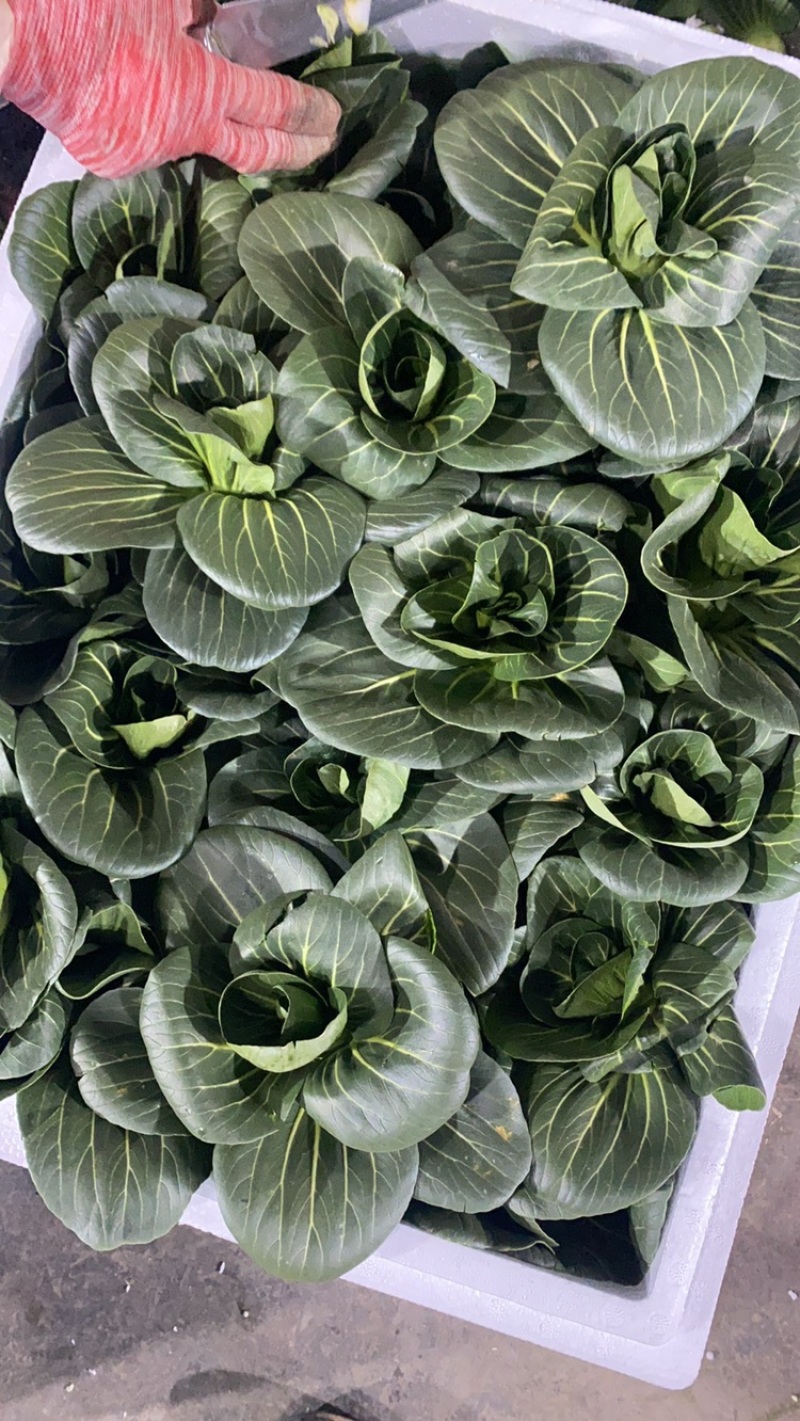 优质青梗黑叶菜