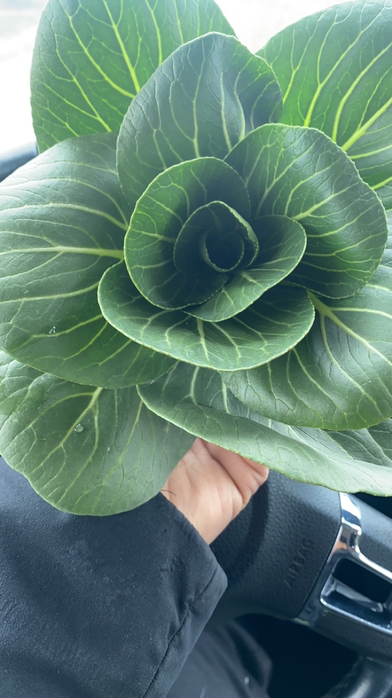 优质青梗黑叶菜