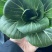 优质青梗黑叶菜