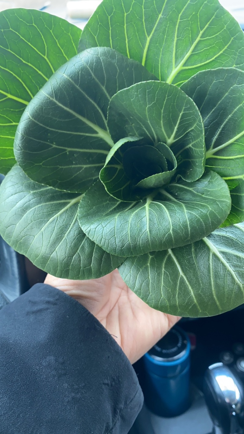 优质青梗黑叶菜