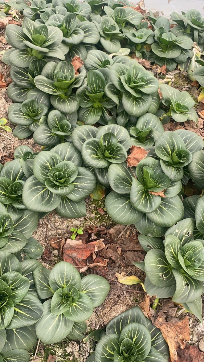 优质青梗黑叶菜