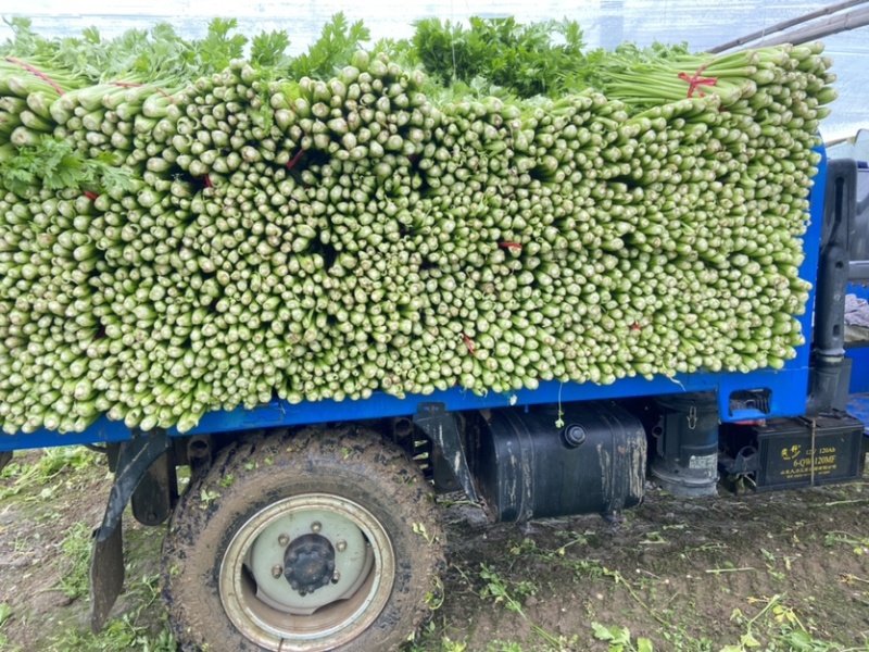 西芹河南精品西芹产地直供翠绿可口货源充足