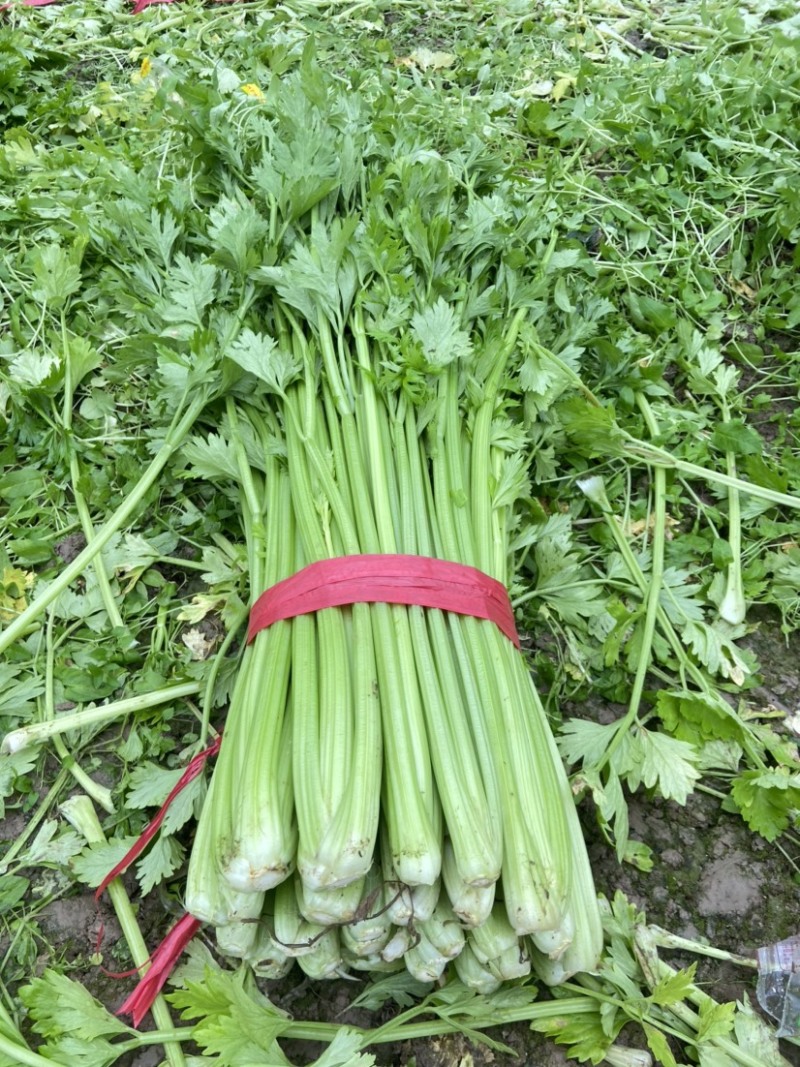 西芹河南精品西芹产地直供翠绿可口货源充足
