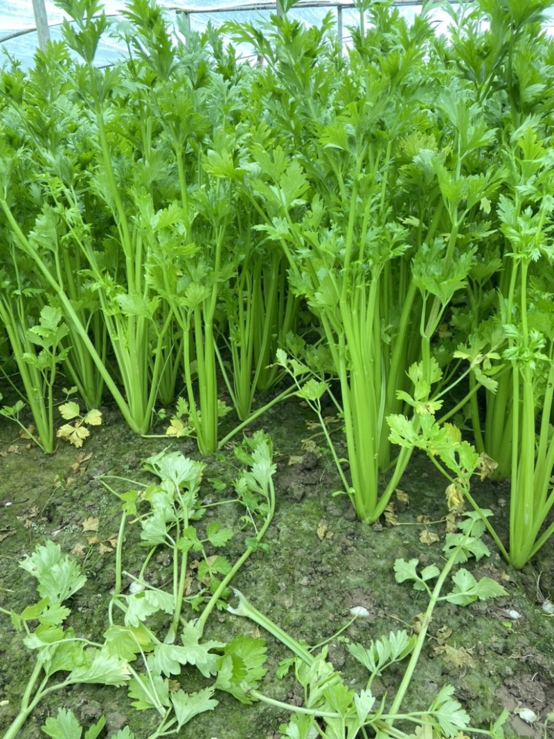 西芹河南精品西芹产地直供翠绿可口货源充足