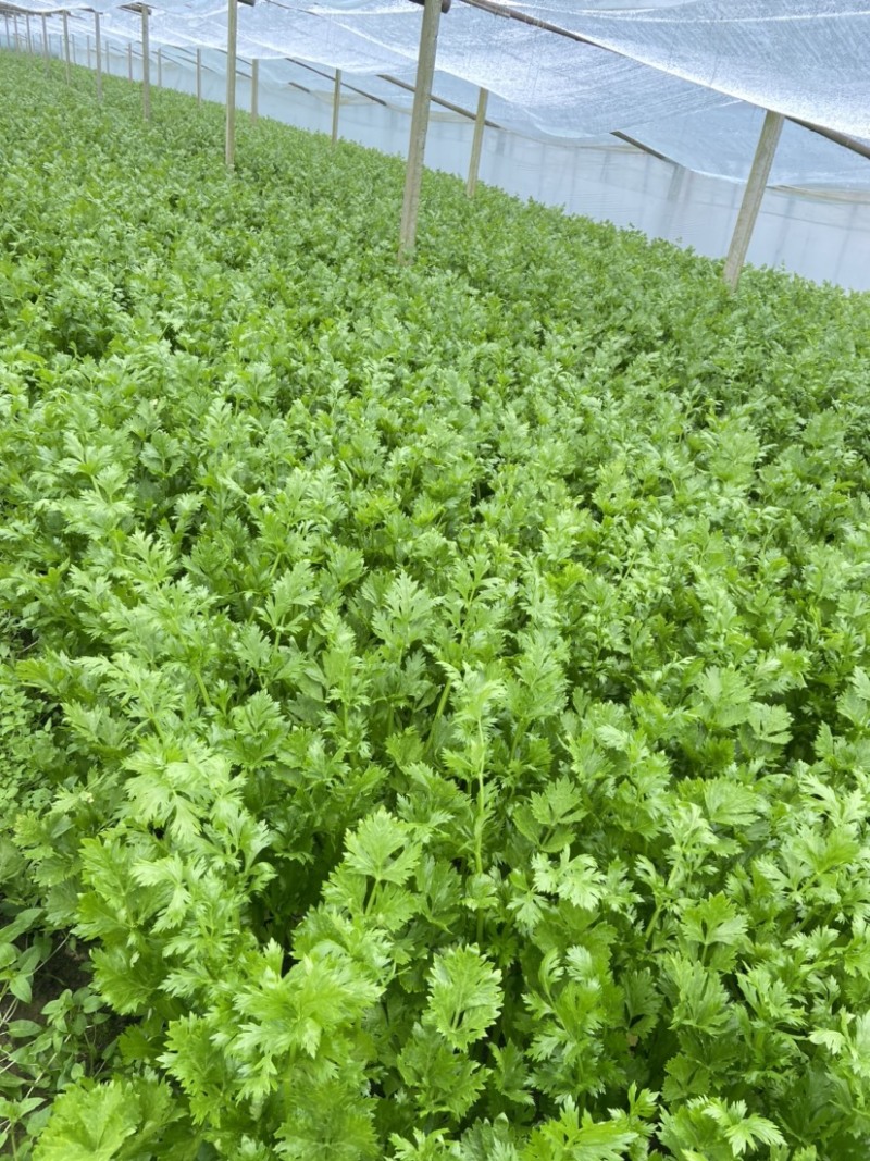 西芹河南精品西芹产地直供翠绿可口货源充足