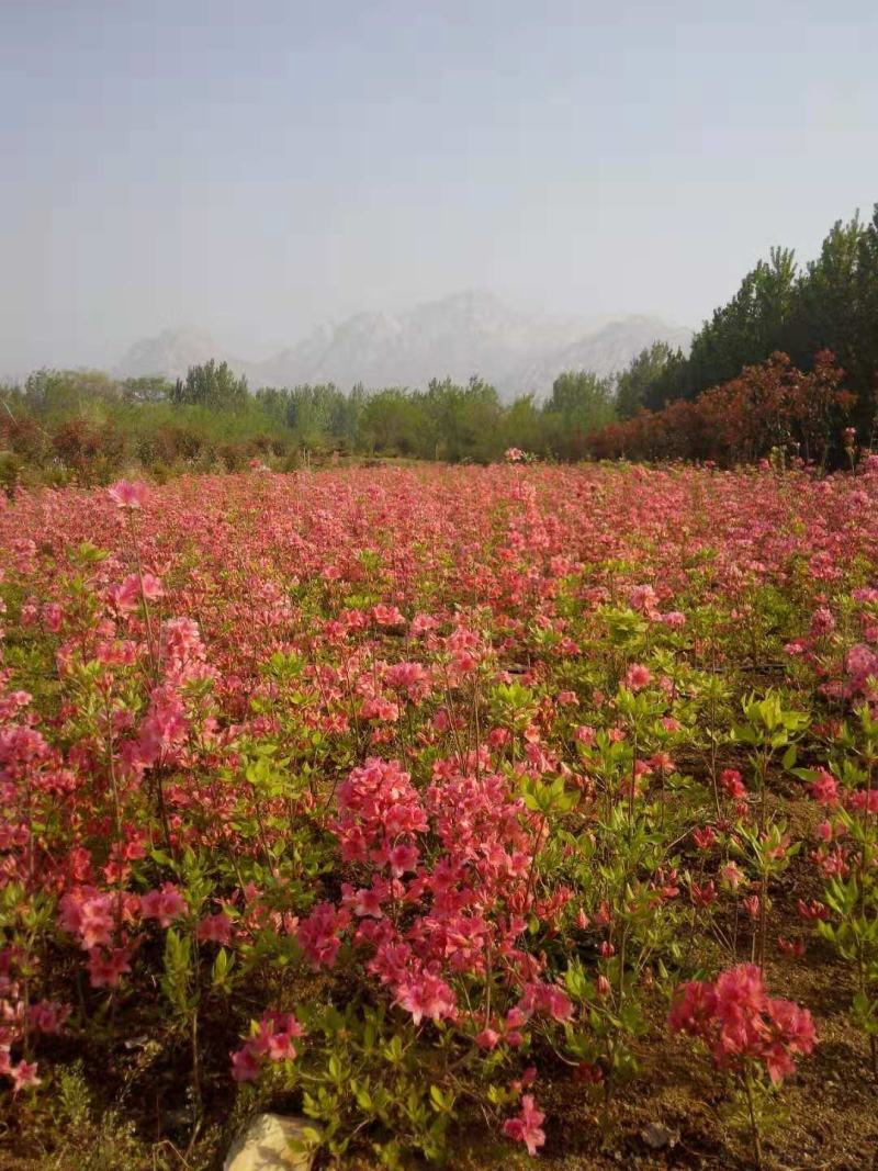 北美冬青1一6年苗：字体造型映山红：古桩桂花：