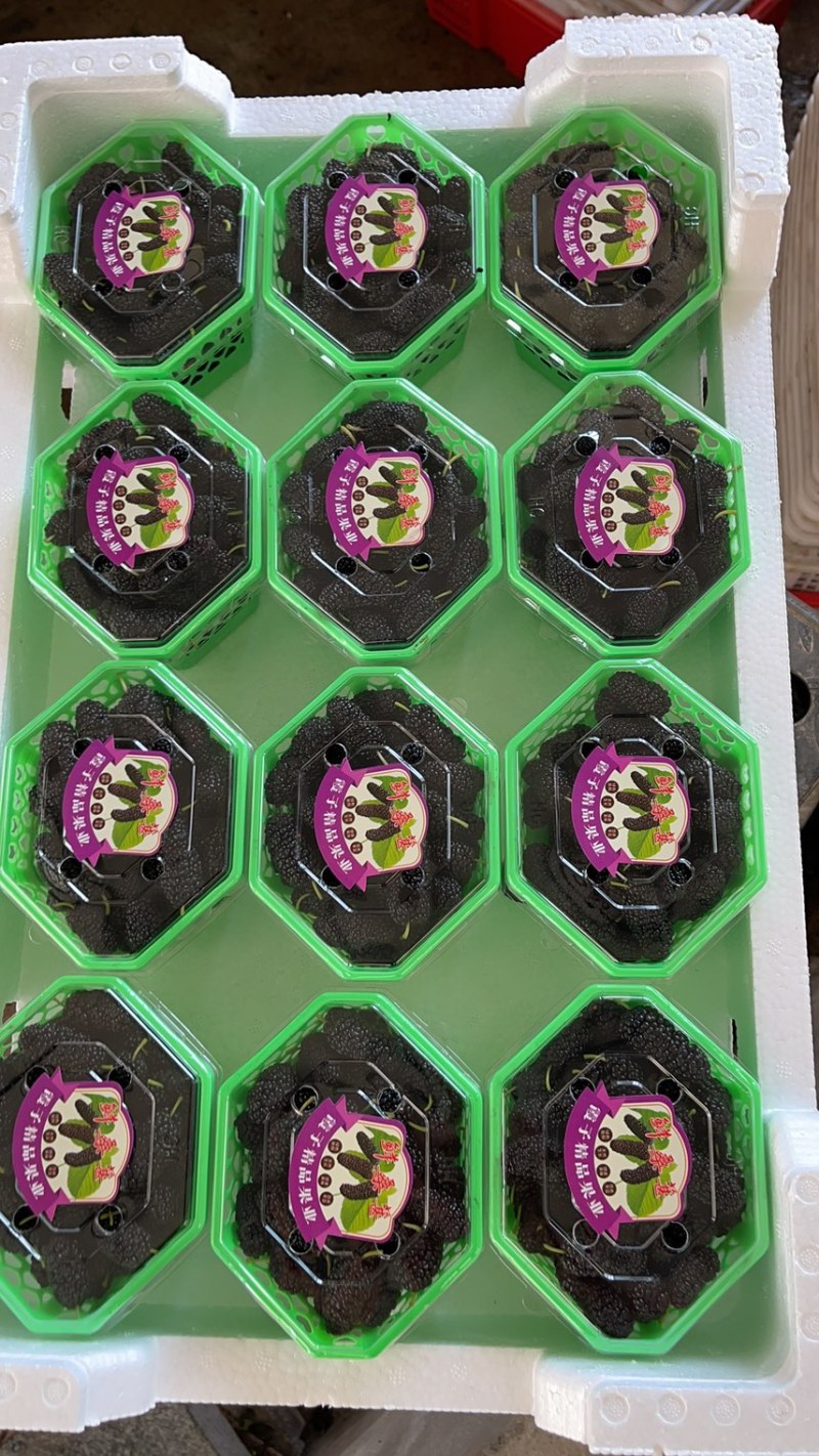 桑葚。广东二号桑果。提供各种包装。专业批发