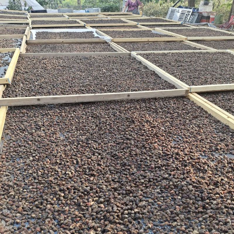 【厂家】【产地】广西三蒸三晒桃金娘果干岗稔籽