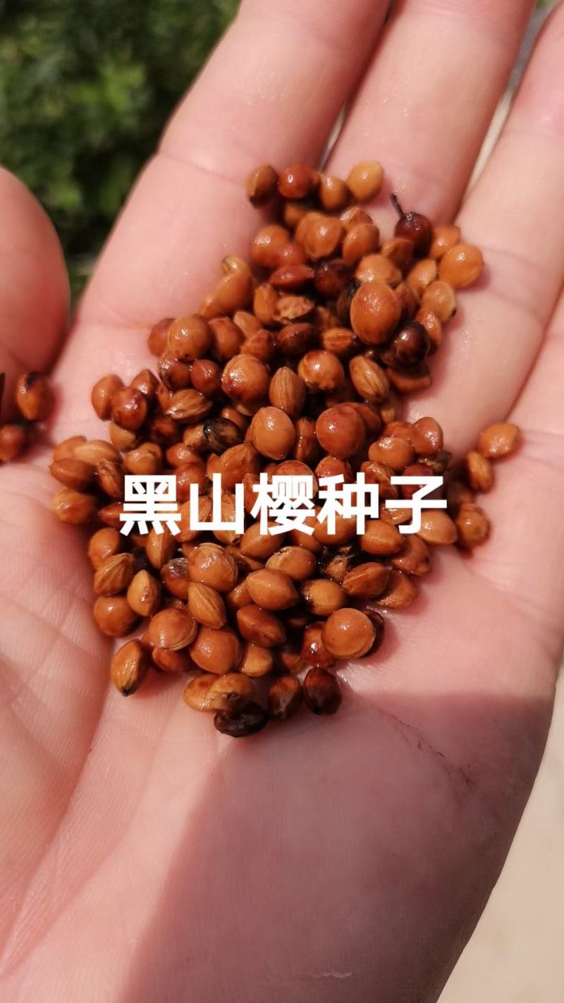 黑山樱种子樱桃种子樱花种子