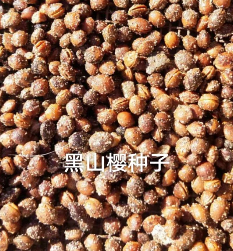黑山樱种子樱桃种子樱花种子