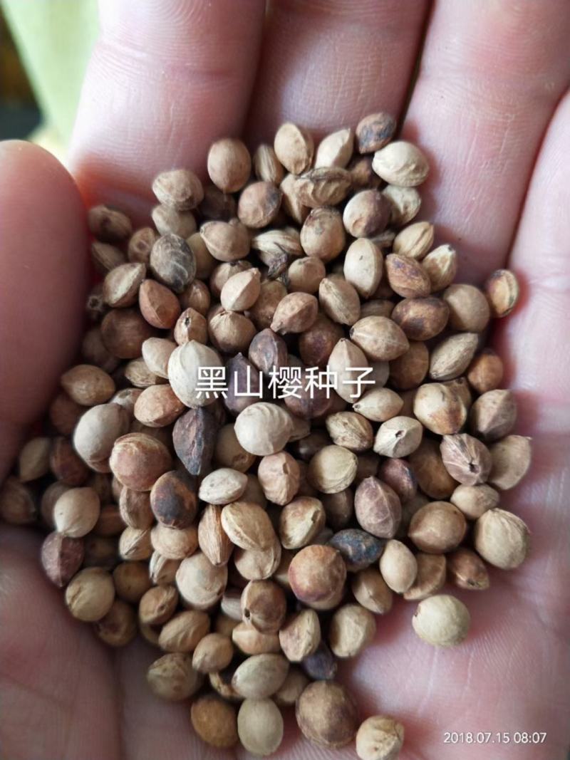 黑山樱种子樱桃种子樱花种子