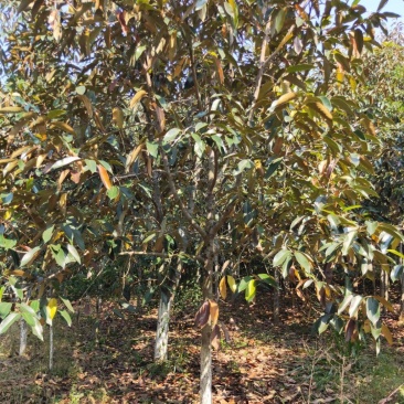金叶含笑新农村建行道风景公园绿化植树造林占地用苗房地产绿
