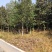 金叶含笑新农村建行道风景公园绿化植树造林占地用苗房地产绿