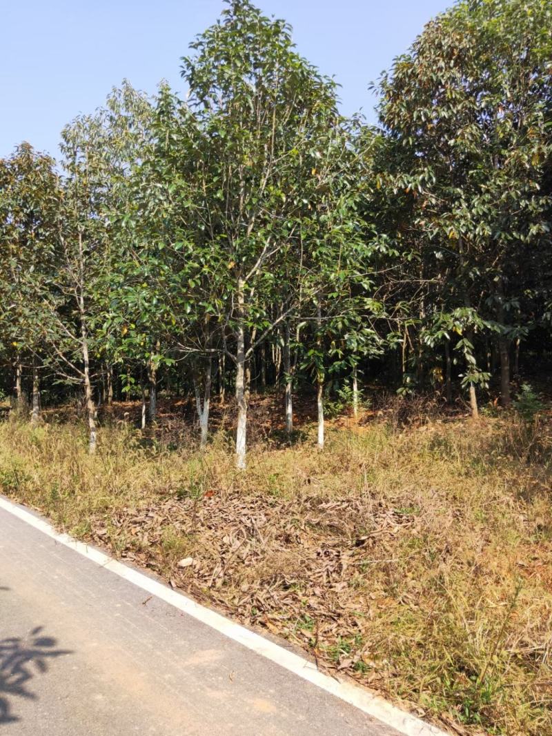 金叶含笑新农村建行道风景公园绿化植树造林占地用苗房地产绿