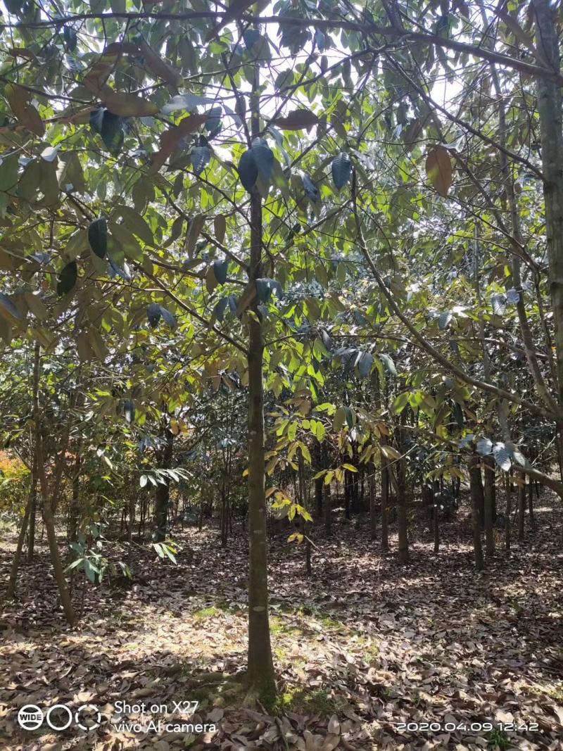 金叶含笑新农村建行道风景公园绿化植树造林占地用苗房地产绿