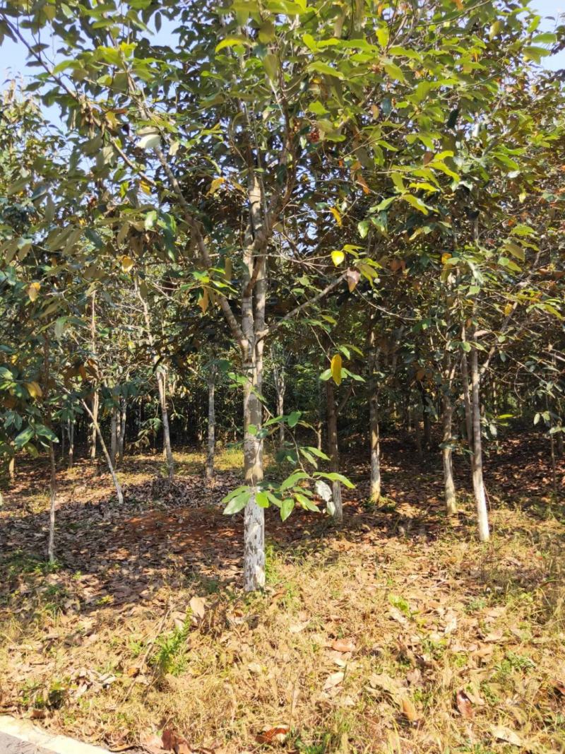 金叶含笑新农村建行道风景公园绿化植树造林占地用苗房地产绿