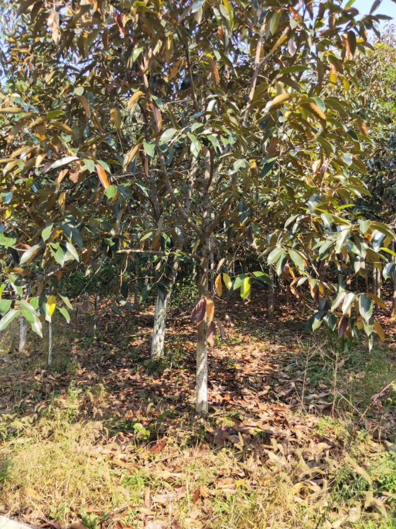 金叶含笑新农村建行道风景公园绿化植树造林占地用苗房地产绿