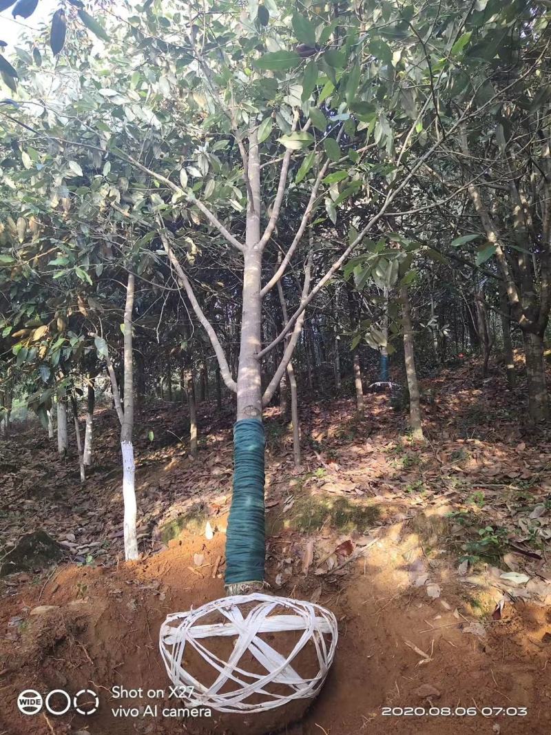 金叶含笑新农村建行道风景公园绿化植树造林占地用苗房地产绿