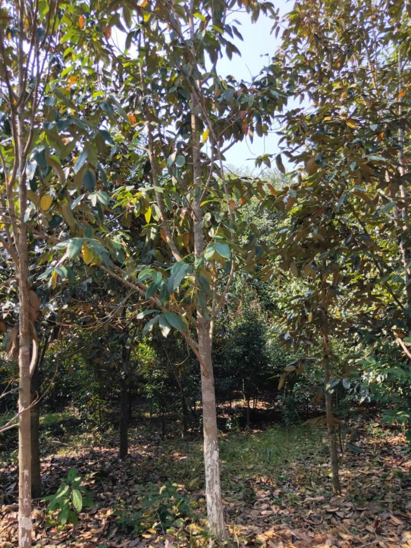 金叶含笑新农村建行道风景公园绿化植树造林占地用苗房地产绿